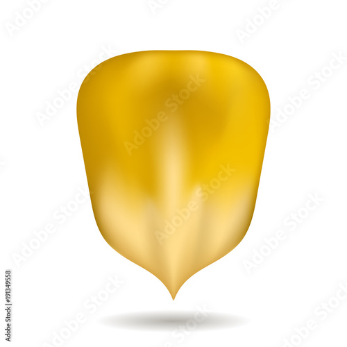Ripe Yellow Corn Seed Isolated