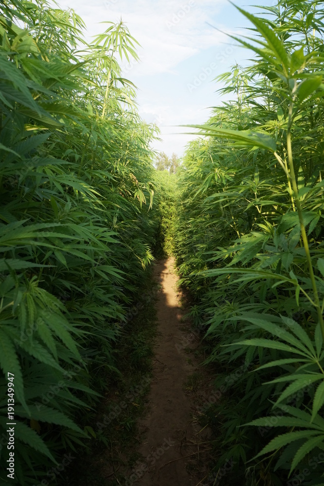 Cannabis plant on farm, blossom, closeup Cannabis plant on farm, blossom, closeup