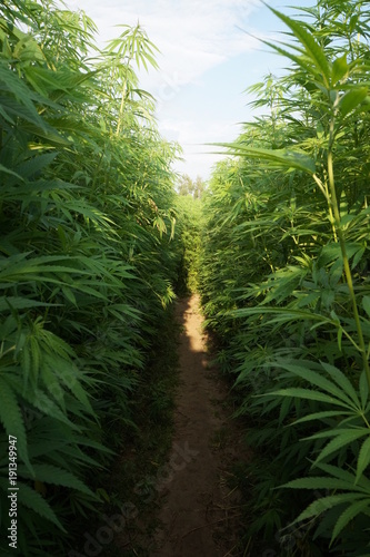 Cannabis plant on farm  blossom  closeup