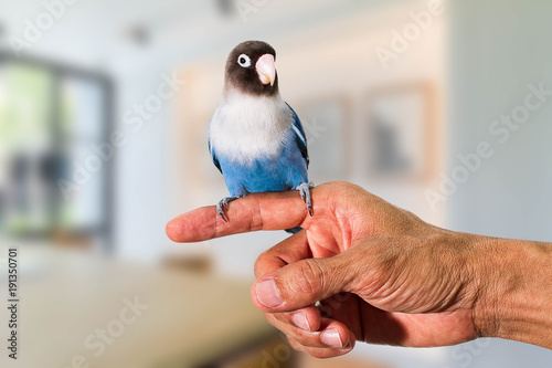Parrot lovebird sitting on hand on blurred living room background