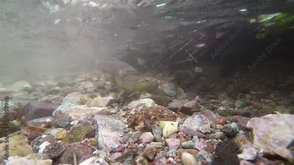 Vidéo Stock Spawning of brown trout underwater. Underwater footage of a