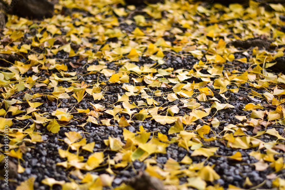 The leaves in autumn on the stone floor. The leaves in autumn on the stone floor.