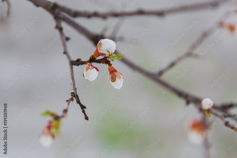 Tender apricot blossom buds and flowers in the spring Tender apricot blossom buds and flowers in the spring