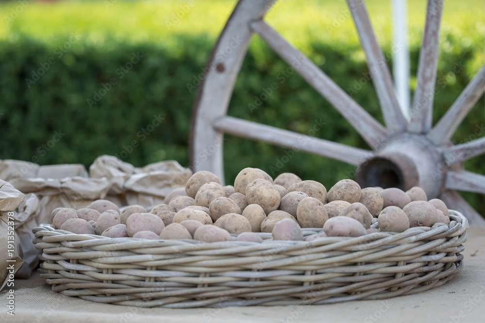Bunch of Potatoes in Wicker Tray and Big Wooden Chariot s Wheel in background Bunch of Potatoes in Wicker Tray and Big Wooden Chariot s Wheel in background