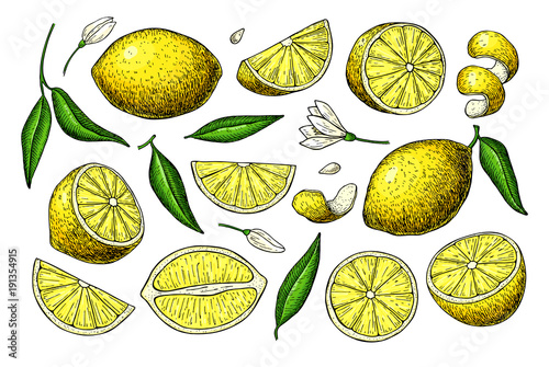 Lemon vector drawing. Summer fruit artistic illustration.