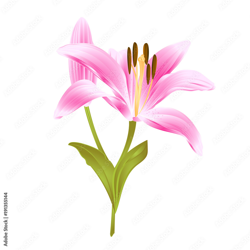 Pink flower Lily Lilium candidum editable on a white background vector illustration editable Hand draw Pink flower Lily Lilium candidum editable on a white background vector illustration editable Hand draw