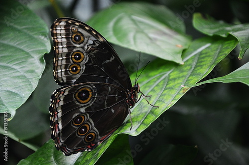 Blue Morphos Butterfly Macro photo