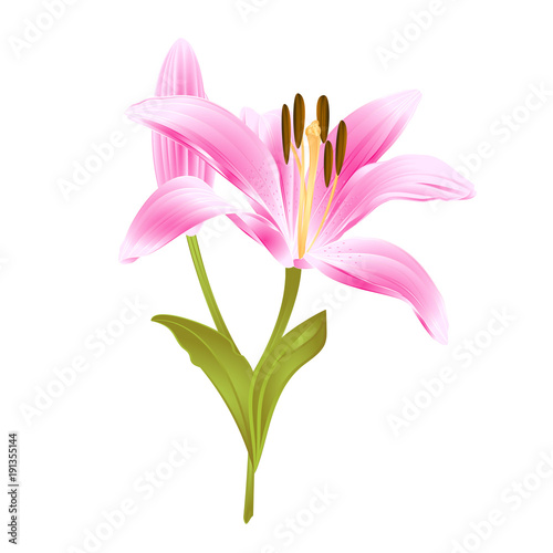 Pink  flower Lily Lilium candidum editable on a white background vector illustration editable Hand draw