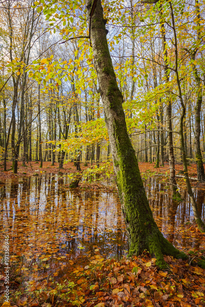 Fototapeta premium Mossy tree in forest