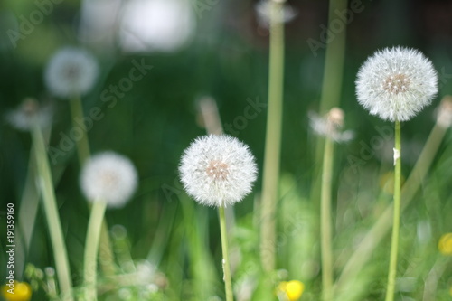 beautiful fluffy dandelion in meadow