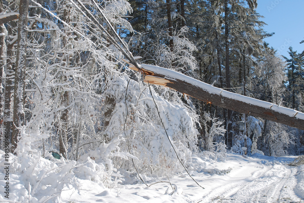 Fototapeta premium Large tree fallen onto an electrical wire in New england
