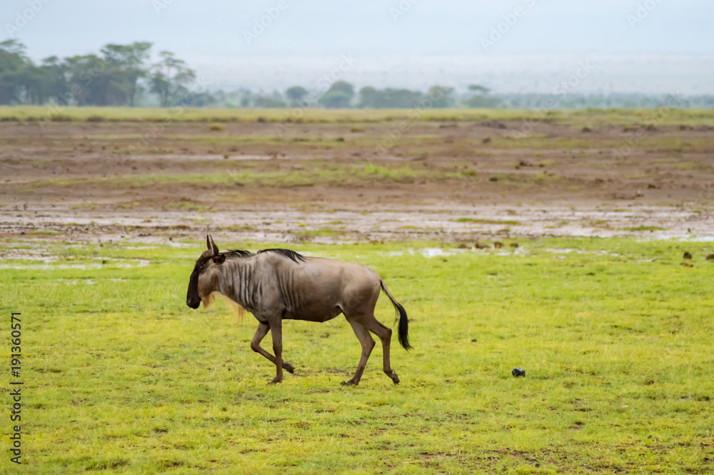 Fototapeta premium Isolated wildebeest grazing in the savannah plain of Amboseli Park in Kenya