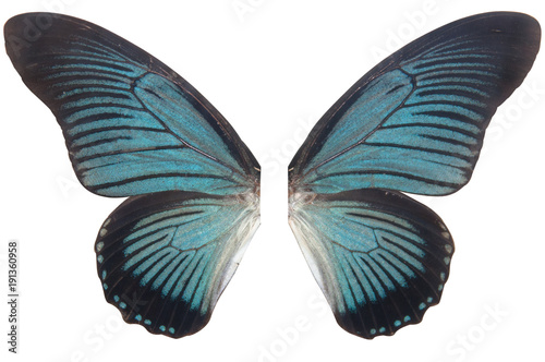wings blue butterfly