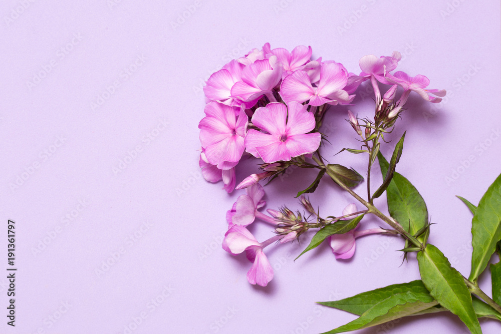 Inflorescence of phlox lies on a lilac background.