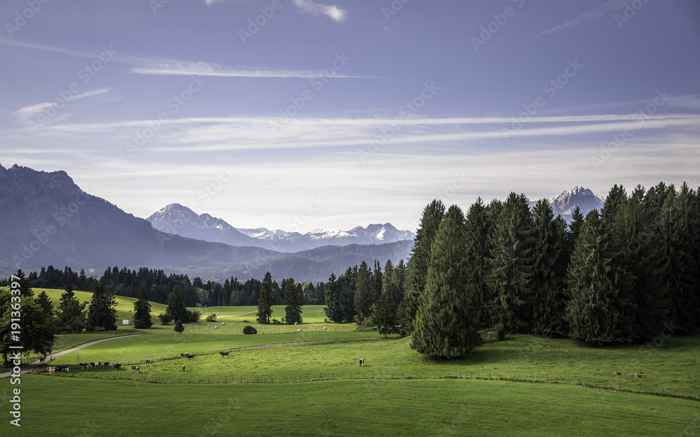 Landscape of green pasture land, spruce trees and the Alps in Bavaria