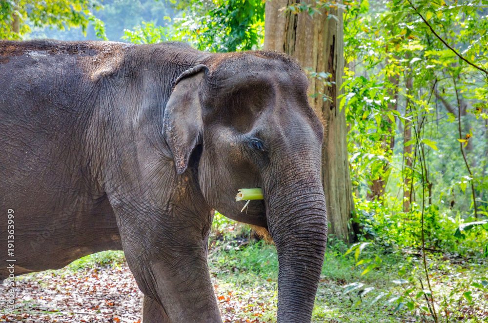 Fototapeta premium Old asian elephant in Thailand wild forest