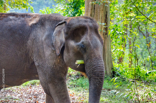 Old asian elephant in Thailand wild forest