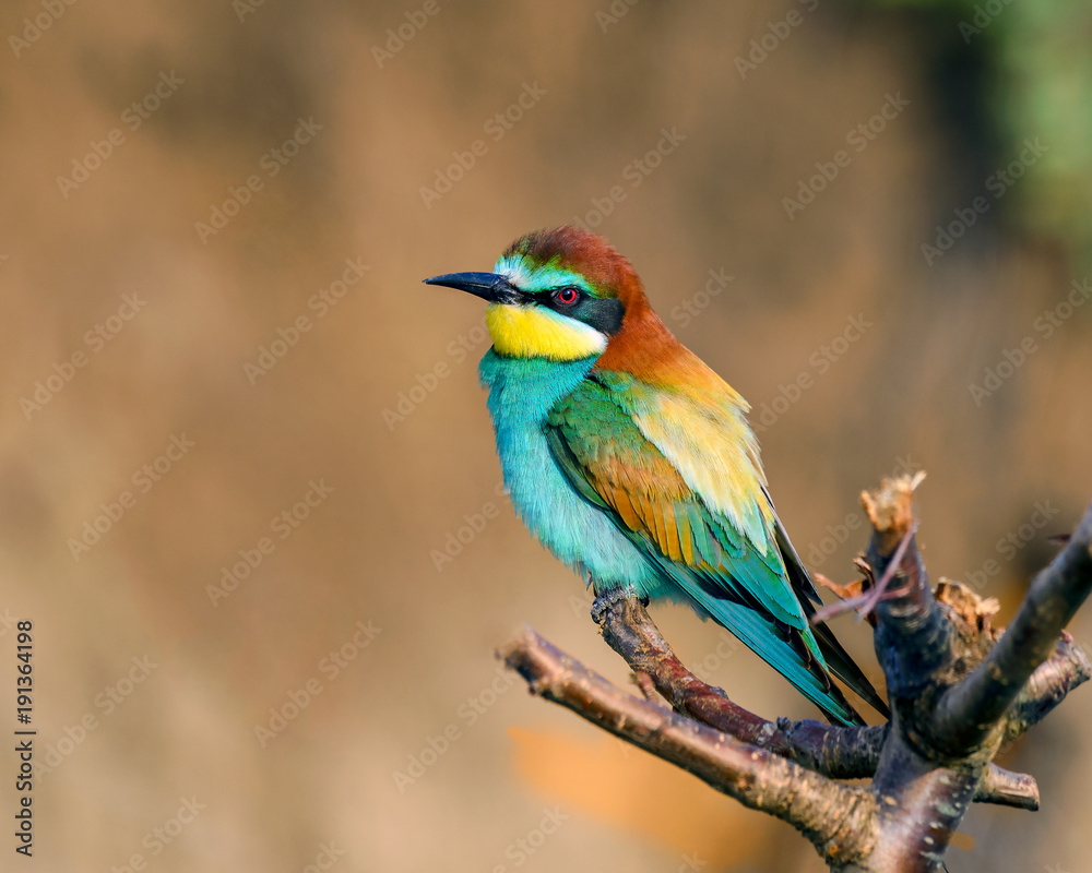 Bee eater
