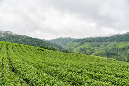 green tea field