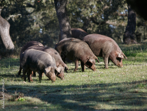 Iberian pigs. Huelva
