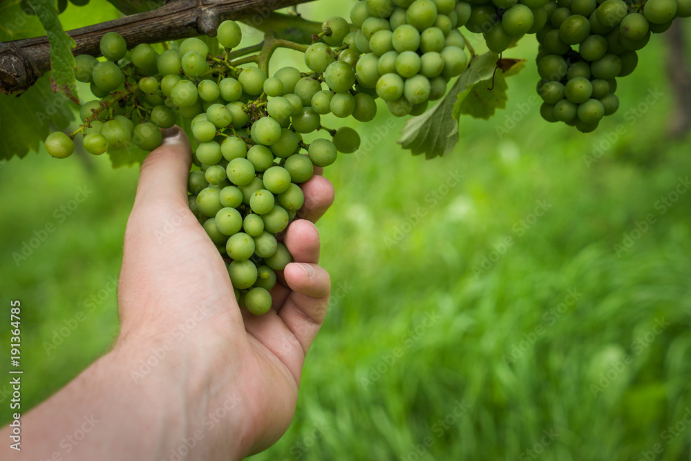 ripe green organic grapevines on beautiful vineyard