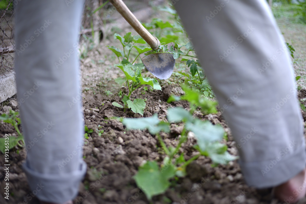 Man / worker is preparing the soil so the tomatoes can grow Man / worker is preparing the soil so the tomatoes can grow