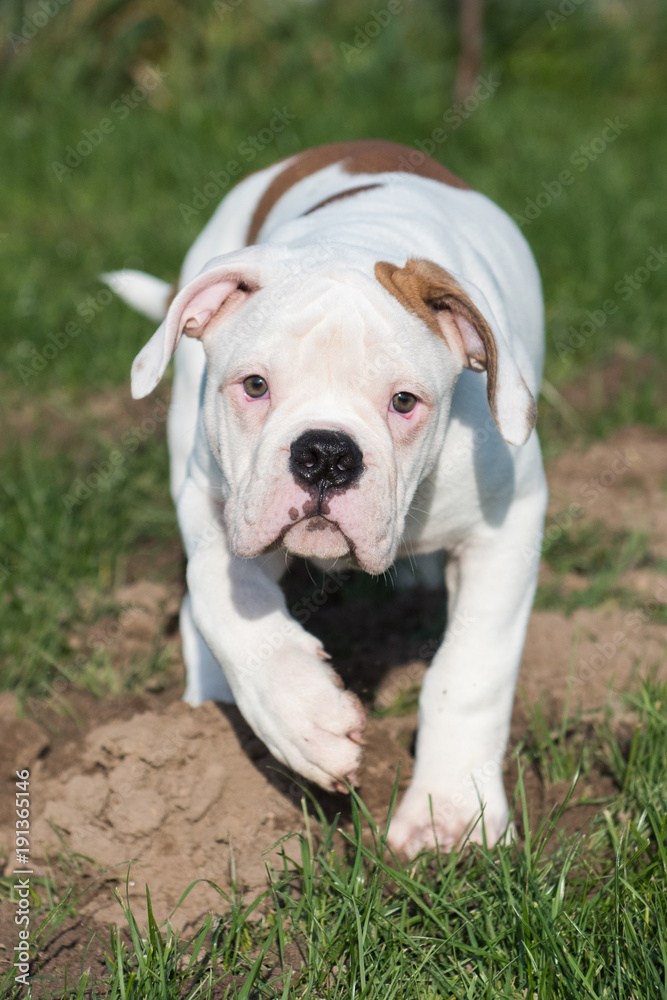 Funny nice red white American Bulldog puppy is running on nature