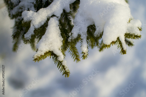 In winter,Fir-tree Branches in the snow. © Ксения Коломенская
