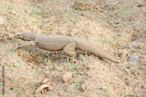 Varan (lizard) - Sri Lanka