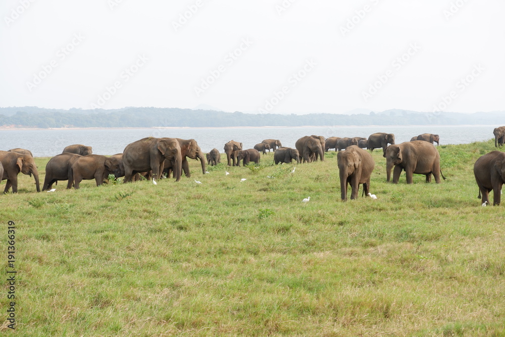 Elephants - Minneriya National Park, Sri Lanka