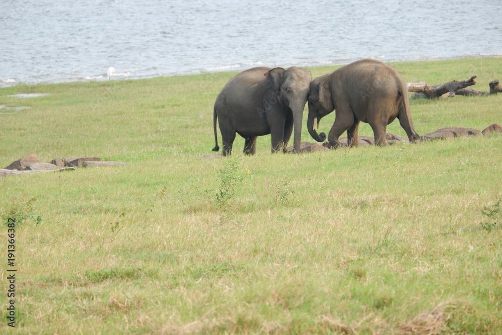 Fototapeta premium Elephants - Minneriya National Park, Sri Lanka