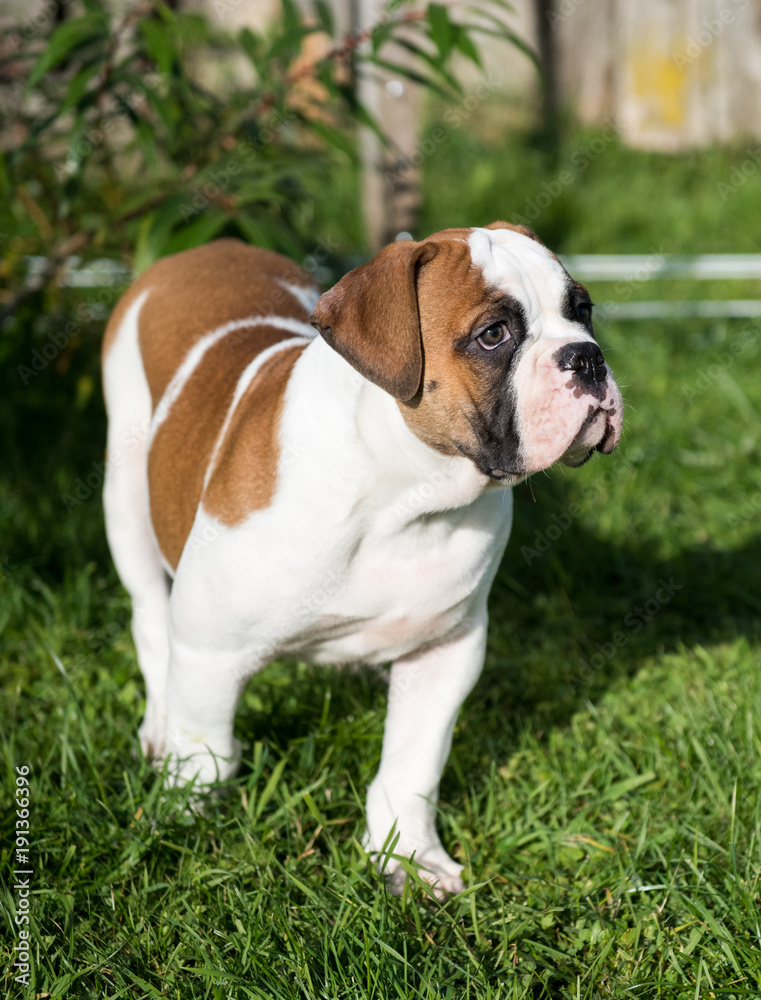 Funny nice red American Bulldog puppy is running on nature