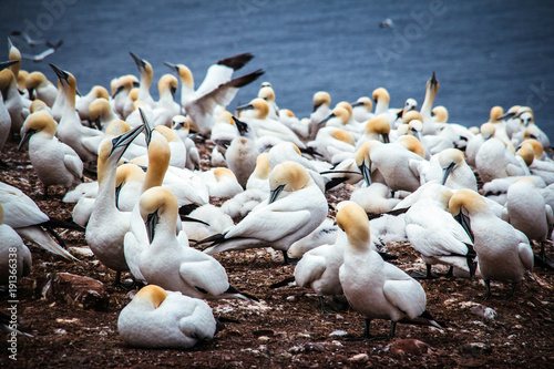 Billede på lærred gannets birds colony at Bonaventure Island Quebec Canada at summer