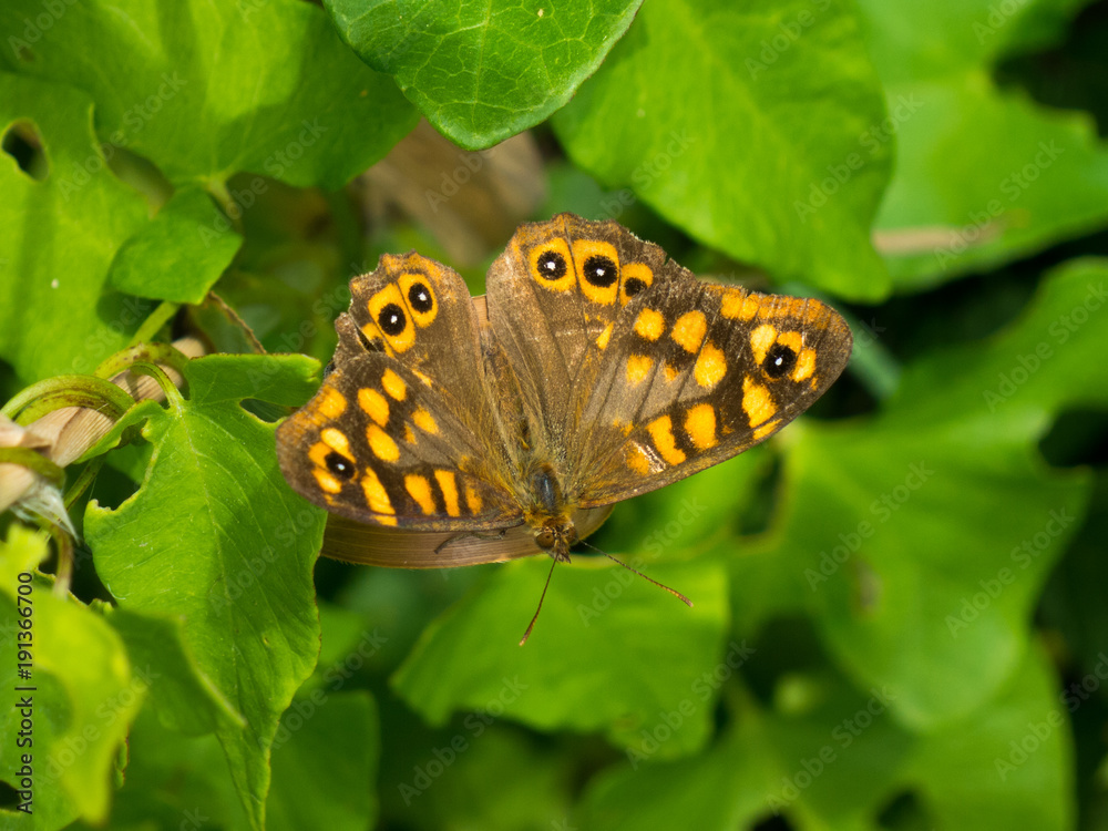 Obraz premium Waldbrettspiel