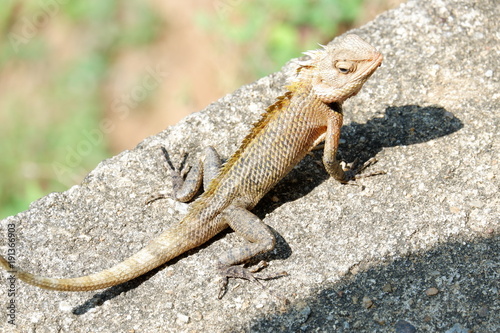 chameleon - Sri Lanka