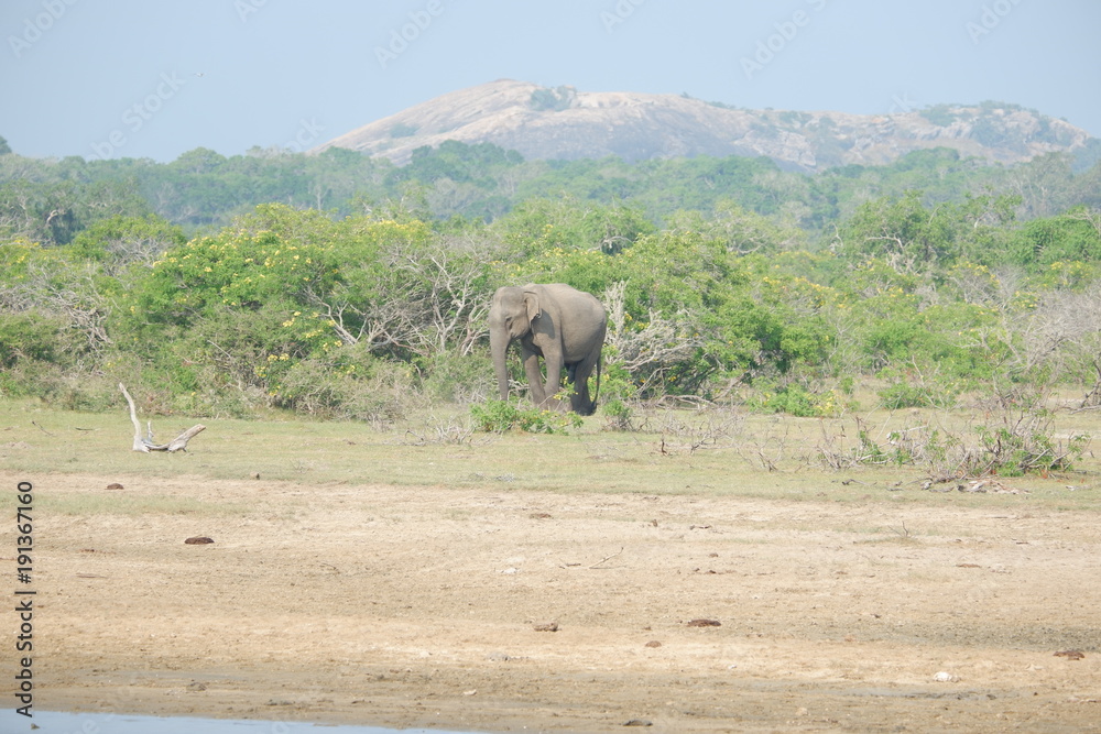 Elephant - Yala National Park, Sri Lanka  - obrazy, fototapety, plakaty 