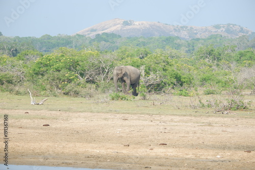 Elephant - Yala National Park, Sri Lanka 