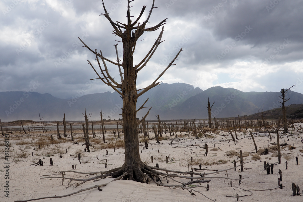 desert trees in a dry dam