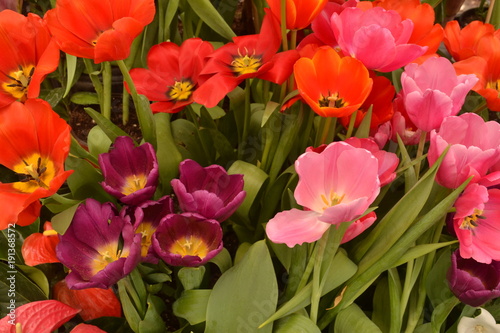 Coloridos tulipanes naturales rosa naranja morado