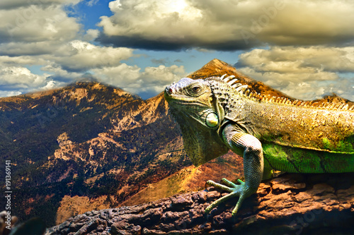 Agama sitting on a tree on the background of a mountain landscape