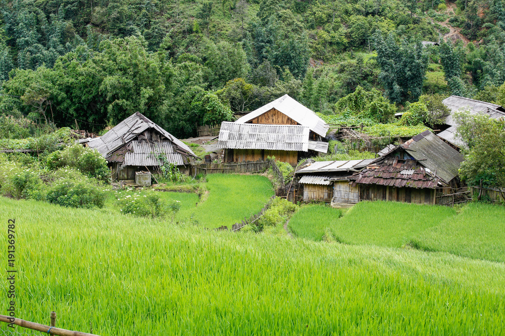Terrace green rice fields