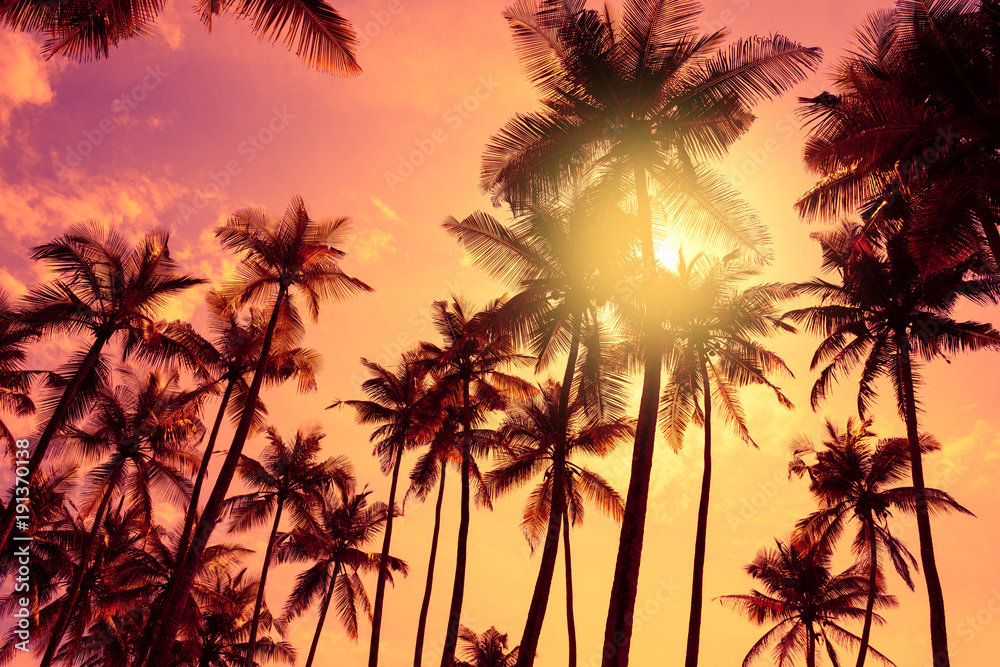 Tropical palm trees silhouettes at sunset.