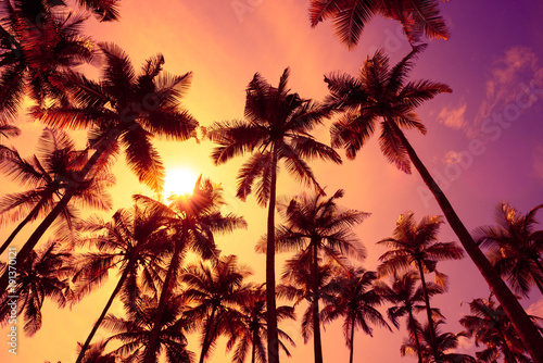 Fototapeta Naklejka Na Ścianę i Meble -  Tropical palm trees silhouettes at sunset light with shining sun.