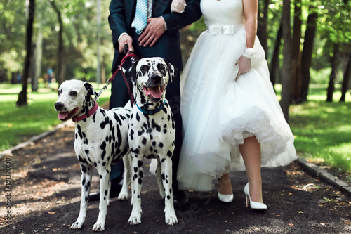 Photography The bride and groom keep two dogs on a leash