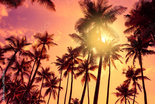 Tropical palm trees silhouettes at sunset.