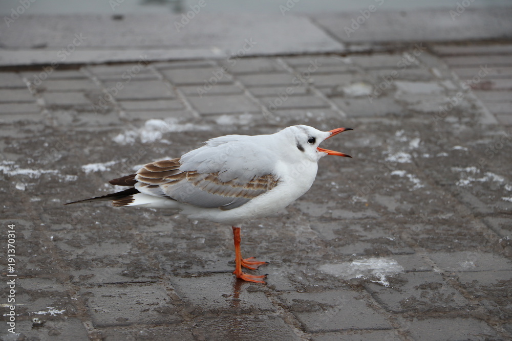 seagull