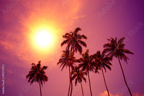 Fototapeta Naklejka Na Ścianę i Meble -  Palm trees at vivid sunset with colorful sky and shining sun circle