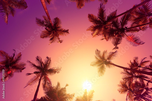 Vivid warm tropical sunset with palm trees