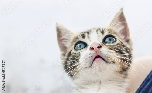 Fototapeta Naklejka Na Ścianę i Meble -  Cat animal kitten domestic eyers pet baby mammal face