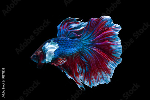 Photography Siamese fighting fish isolated on black background,Halfmoon betta